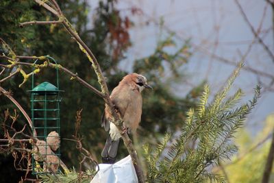Bird perching on a branch