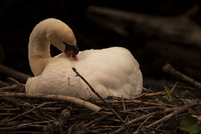 Close-up of swan in nest