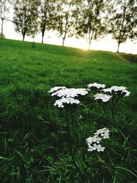 Close-up of flowers growing in field