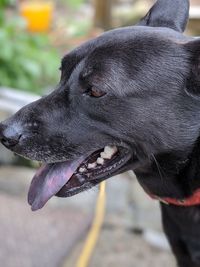 Close-up of dog looking away