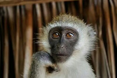 Close-up portrait of monkey