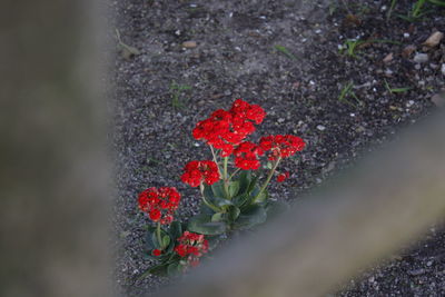 Red poppy flowers growing in garden