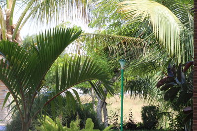 Close-up of palm tree by water