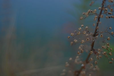 Close-up of flowering plant against sky