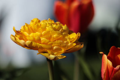 Close-up of yellow flowers blooming outdoors