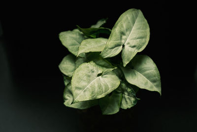 Close-up of fresh green leaves against black background