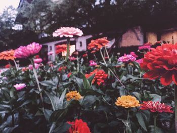 Close-up of red flowers