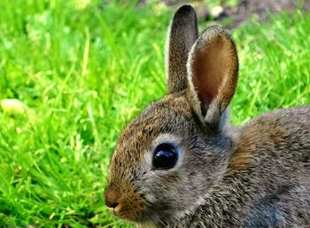 Close-up of rabbit on field