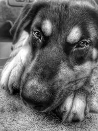 Close-up portrait of dog at home