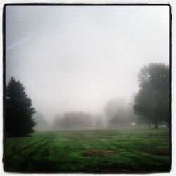 Scenic view of grassy field in foggy weather