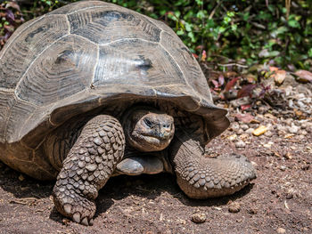 Close-up of a turtle on ground