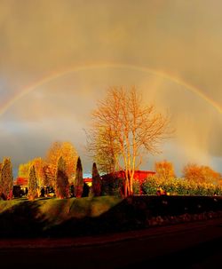 Rainbow over trees during autumn against sky