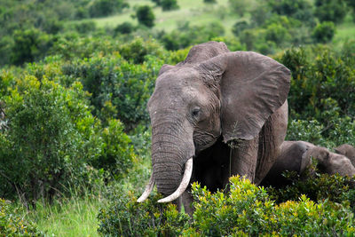 Elephant in a forest