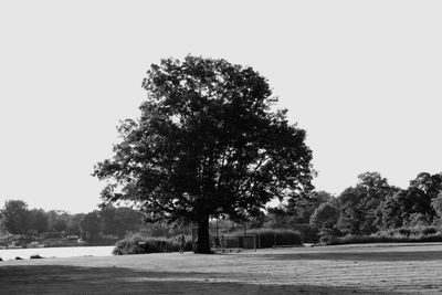 Scenic view of trees by river