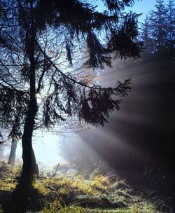 Trees in forest against sky