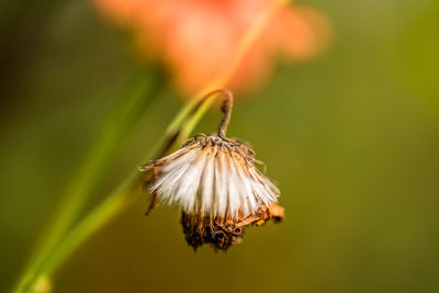 Close-up of wilted flower