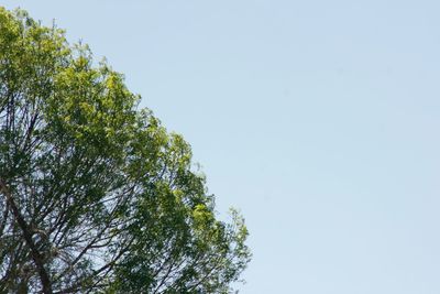 Low angle view of trees against clear sky