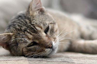 Close-up of a cat sleeping