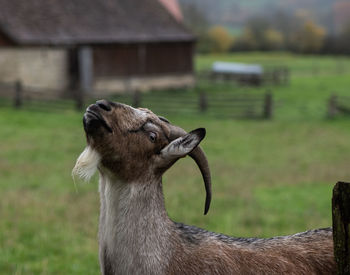 Close-up of sheep on field