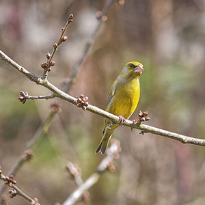 Close-up of bird perching on branch