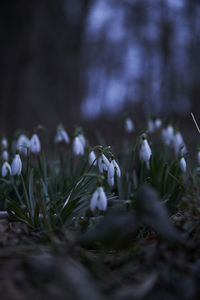 Close-up of white flowering plants on land