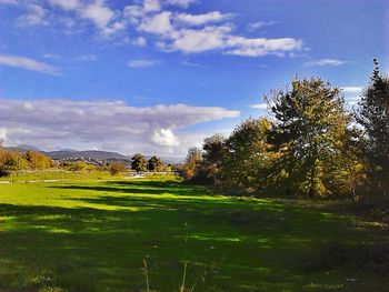 Trees on grassy field