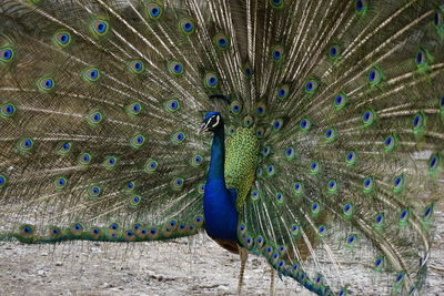 Fanned out peacock standing on field