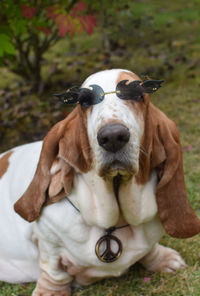 Dog on field wearing sunglasses 