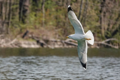 Seagull flying over lake