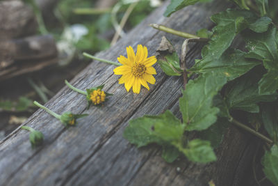 Close-up of yellow flowering plant leaves on wood
