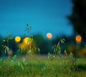 Close-up of yellow flowering plants on field