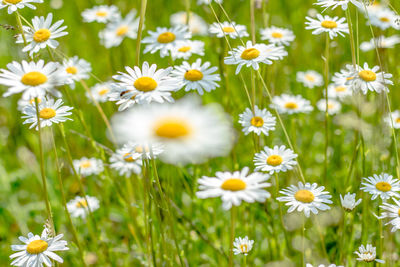 Close-up of daisies blooming on field