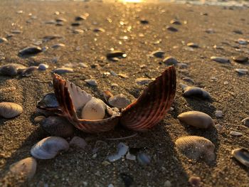 Close-up of shells on sand