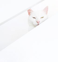 View of cat on white wall