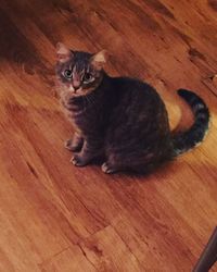 High angle view of cat sitting on wooden floor