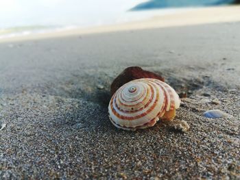 Close-up of snail on sand at beach