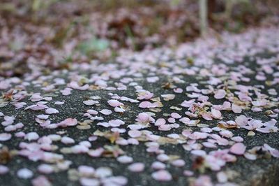 Plant growing on field