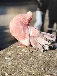 High angle view of a bird