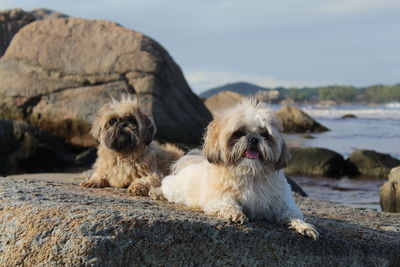 Dog relaxing on rock