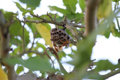 Close-up of insect on plant