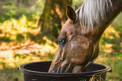 Close-up of horse drinking water from container