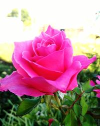 Close-up of pink rose