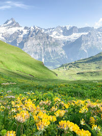 Beautiful landscape of the swiss alpes in summer