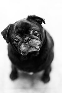 Close-up portrait of a dog over white background