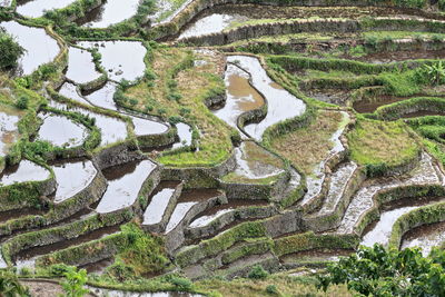 High angle view of plants on landscape