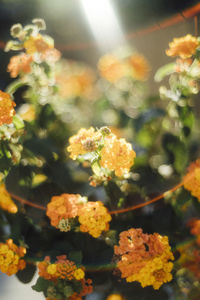 Close-up of yellow flowering plant