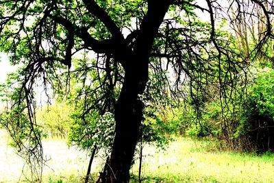 Tree growing in field