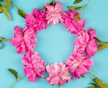 High angle view of pink flowering plants