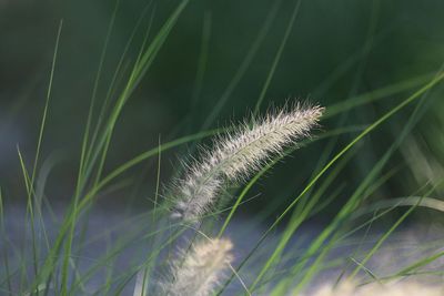 Close-up of grass