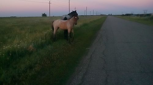 Horse on field against sky